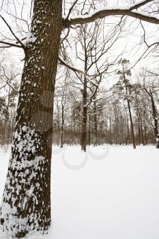 snowy oak tree on the edge of winter forest