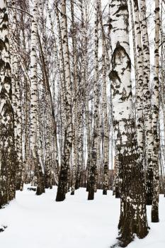 bare tree trunks in birch grove in snow winter