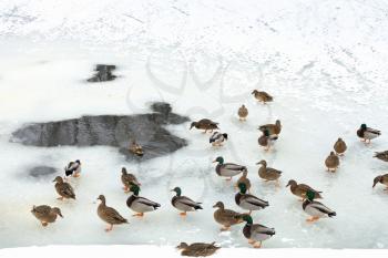 flock of ducks near glade in frozen river in cold winter day