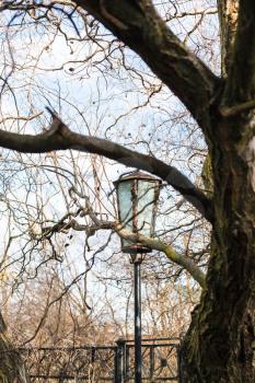 bare willow tree branches and retro lantern in sunny spring day