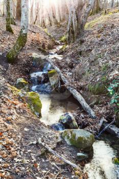 brook in mountain woods in spring in caucasus mountain