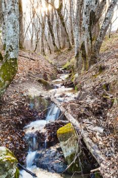 scenic with brook in mountain forest in spring in caucasus mountain