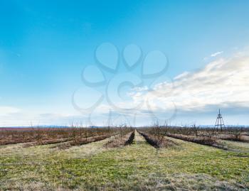 landscape with bare apple trees in orchard in early spring evening