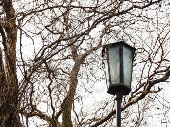 outdoor lamp and bare willow tree branches in early spring day