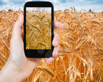travel concept - tourist taking photo of golden wheat field on mobile gadget in France