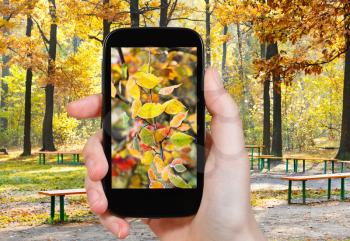 travel concept - tourist taking photo of frozen leaves in autumn urban park on mobile gadget