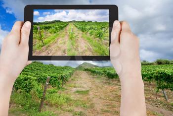 travel concept - tourist taking photo of vineyard under clouds in wine region Etna, Sicily on mobile gadget, Italy