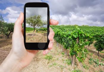 travel concept - tourist taking photo of olive garden and vineyard on gentle slope in Etna region, Sicily on mobile gadget, Italy