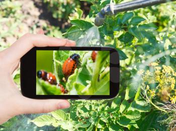 garden concept - man taking photo of processing of pesticide on colorado potato beetle on mobile gadget in garden