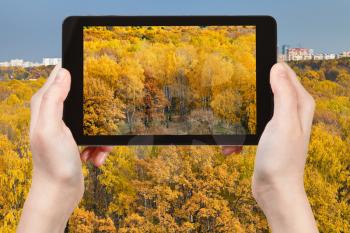 travel concept - tourist takes picture of yellow autumn forest in fall season on smartphone, Moscow, Russia
