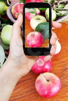 photographing food concept - tourist takes picture of fresh green leaves and red apples on wooden table on smartphone,