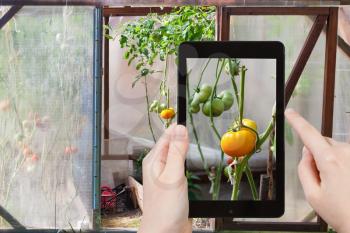 travel concept - tourist takes picture of green tomatoes on bush inside greenhouse on smartphone,