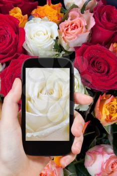 photographing flower concept - tourist takes picture of fresh wet white rose close up on smartphone,