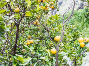 ripe lemon fruits on tree in Sicily in spring
