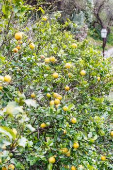 ripe lemon fruits on tree in urban park of Savoca town in Sicily in spring