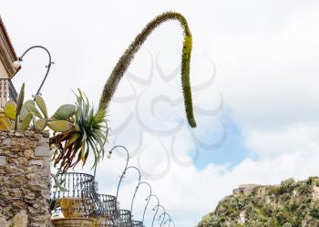 decorative agave flowers and Opuntia cactus in flower pots in Savoca village, Sicily in spring