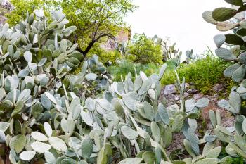 opuntia cactus in backyard of house in Savoca town, Sicily in spring