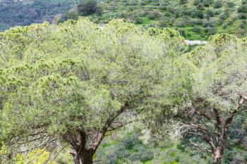 italian stone pine trees in Sicily in spring