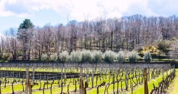 empty vineyard in Etna winemaking area in spring, Sicily, Italy