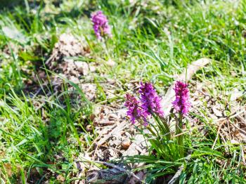 early-purple orchid flowers on meadow in spring, Sicily