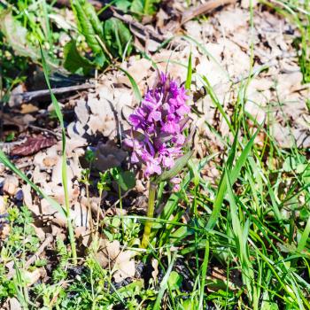 early-purple orchid flower on lawn in spring, Sicily