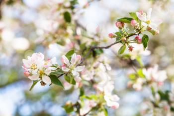 white and pink apple tree flowers close up in spring forest