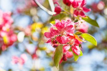 twig of apple tree with pink blossoms close up in spring