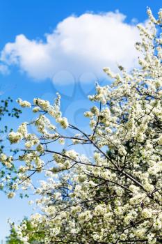 white cloud in blue sky and cherry tree blossoms in spring