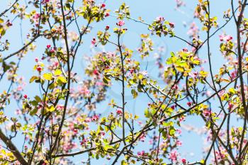 branches of pink flowering apple tree with blue spring sky background