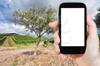 travel concept - tourist photograph olive tree and vineyard on slope in Etna region, Sicily on tablet pc with cut out screen with blank place for advertising logo