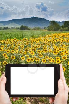 travel concept - tourist photograph sunflower field in Vosges Mountains background in Alsace, France on tablet pc with cut out screen with blank place for advertising logo