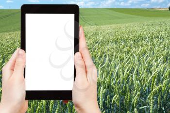 travel concept - tourist photograph summer wheat field in Normandy, France on tablet pc with cut out screen with blank place for advertising logo