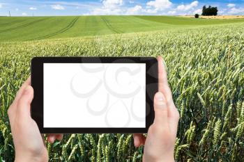 travel concept - tourist photograph green wheat field in Normandy, France on tablet pc with cut out screen with blank place for advertising logo