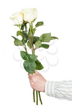 male hand holds three white roses isolated on white background