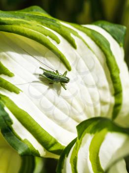 green grasshopper on white leaf of Hosta plant in summer day