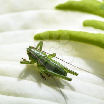 grasshopper on white leaf of Funkia plant close up