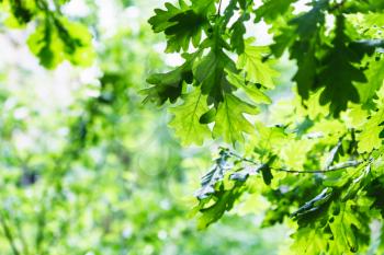 natural background - green oak foliage in summer rainy day