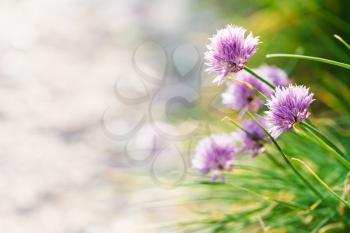 natural background - pink chives flowers close up on roadside