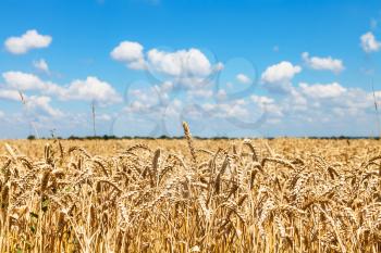 ears of ripe wheat in rural field under blue sky with white clouds