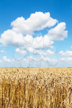 ears of ripe wheat in country field under blue sky with white clouds