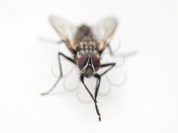fly rubs legs close up on white background
