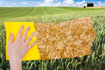 season concept - hand deletes green wheat ears by yellow cloth from image and yellow ripe wheat ears are appearing