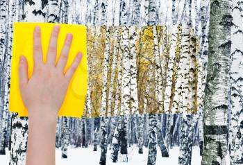 season concept - hand deletes white birches in winter forest by yellow cloth from image and summer woods are appearing