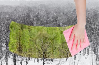 season concept - hand deletes snowing over winter woods by pink cloth from image and summer green trees are appearing