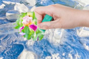 weather concept - hand deletes ice and snow by rubber eraser from image and iris flowers on green meadow are appearing