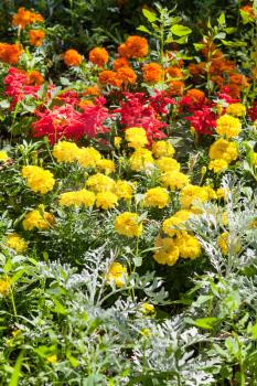 yellow dianthus flowers on green flower bed in summer