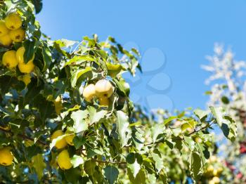 tree branch with yellow wild apples in forest with blue sky background