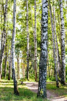 birch trees near path in forest in summer day