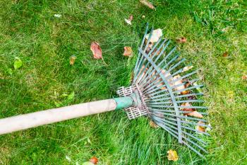 raking leaves from green lawn by rake