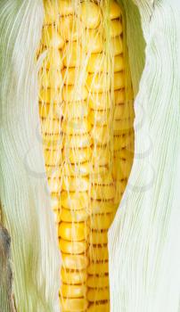 yellow seeds in natural ear of corn close up